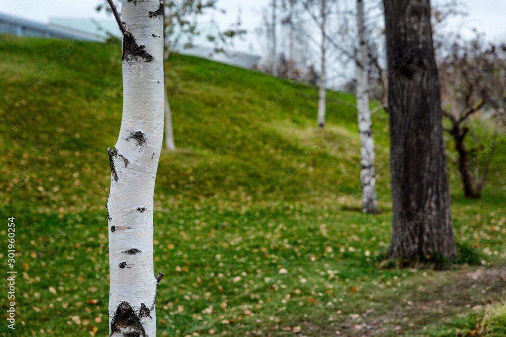 Trunks of birches in the park. Close-up. Space for text. Trunks of birches in the park. Close-up. Space for text.
