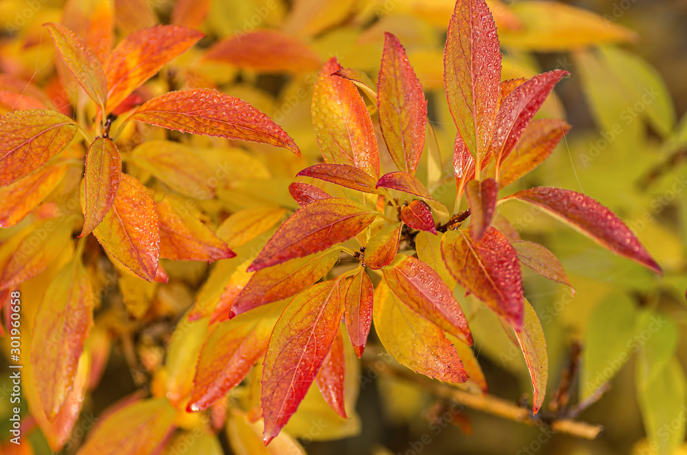 Bright Forsythia leaves with spider web on leaves. Autumn concept. Close-up. Bright Forsythia leaves with spider web on leaves. Autumn concept. Close-up.