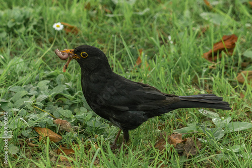 Blackbird holding a worm that has hunted among the grass