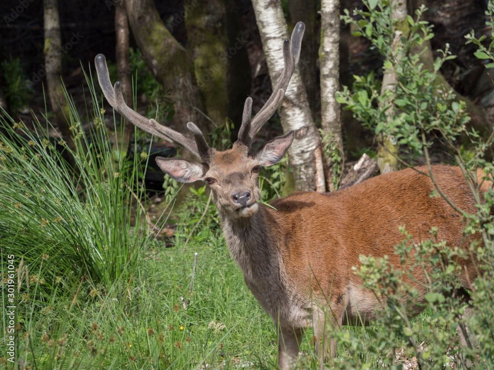 Cerf élaphe (Cervus elaphus) mâle avec bois mangeant de l'herbe. Cerf élaphe (Cervus elaphus) mâle avec bois mangeant de l'herbe.