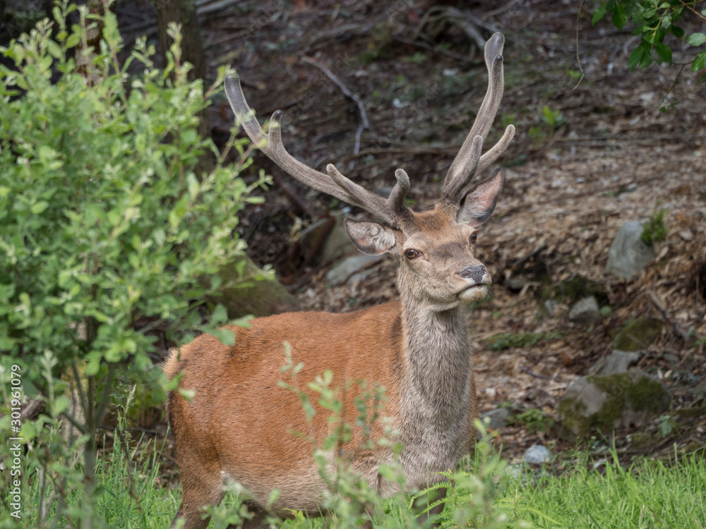 Naklejka premium Cerf élaphe (Cervus elaphus) mâle avec bois.