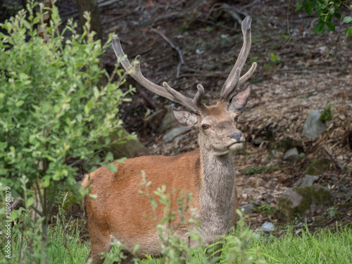 Cerf   laphe  Cervus elaphus  m  le avec bois.