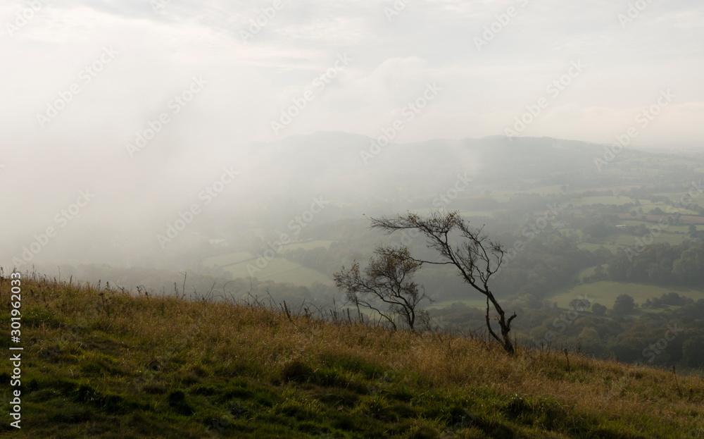 Single tree and mist on theMalvern Hills Worcestershire, England, UK Single tree and mist on theMalvern Hills Worcestershire, England, UK