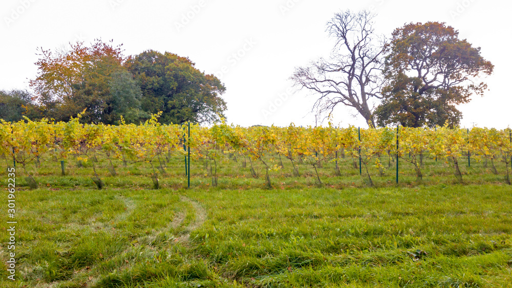 English vineyard Staffordshire, England, UK
