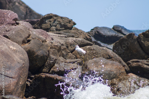 Garça voadora na praia 