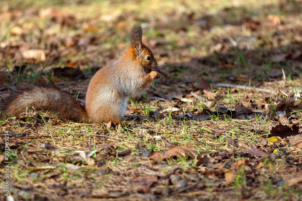wild squirrel sits in a forest glade and eats a nut wild squirrel sits in a forest glade and eats a nut