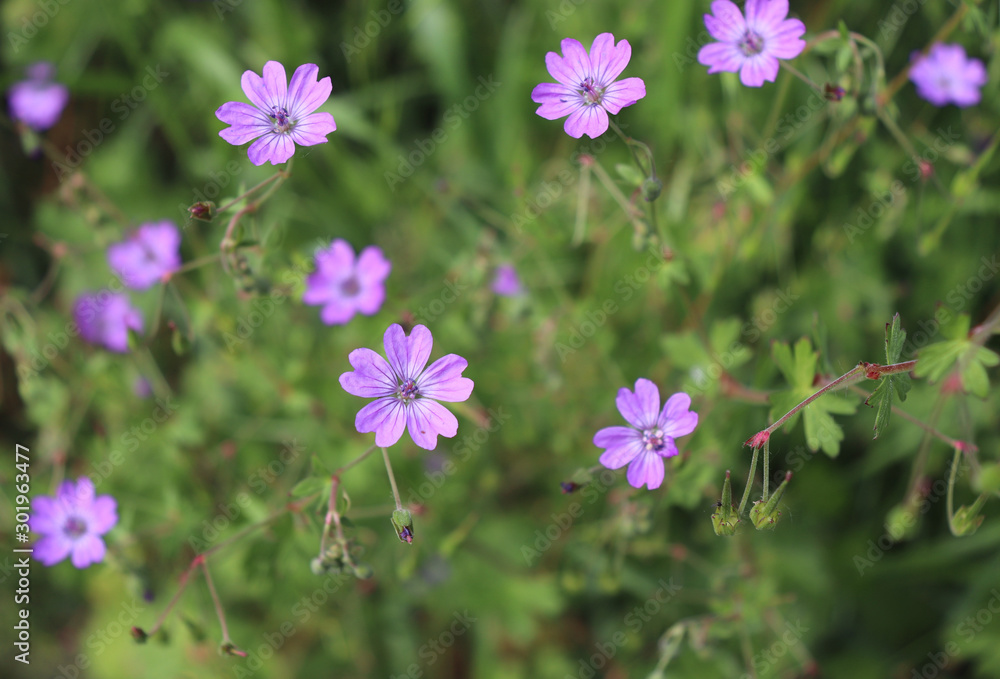 Pyrenean Geranium grows in shrubbery, lawns, fields, gardens, parks, roadside, ditches, railroads, road embankments. Flowering period, May- October.Blurred background. Pyrenean Geranium grows in shrubbery, lawns, fields, gardens, parks, roadside, ditches, railroads, road embankments. Flowering period, May- October.Blurred background.