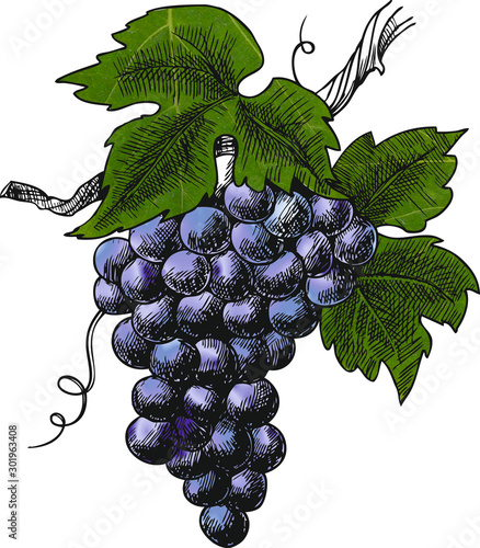Red grape wine amarone VENDEMMIA GRAPPOLO