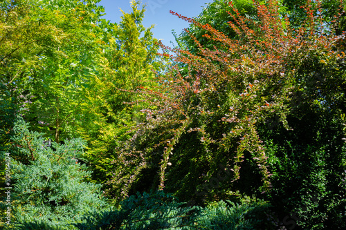 Thunberg barberry with red leaves surrounded by evergreens in magical garden. Close-up. In foreground is Juniper Meyeri , boxwood and Golden West Thuja. In background Rhus typhina Staghorn sumac.