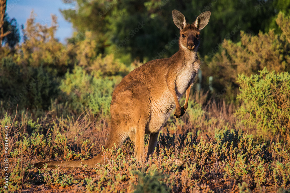 Obraz premium A wild Kangaroo in the Australien outback