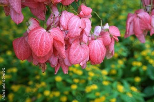 close up beautiful blossoming pink leaves of donya tree that look like flower bouquet with yellow flower bush as background photo