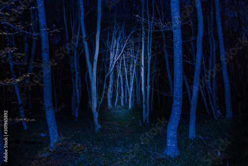 Fototapeta Naklejka Na Ścianę i Meble -  Mysterious autumn forest in the moonlight