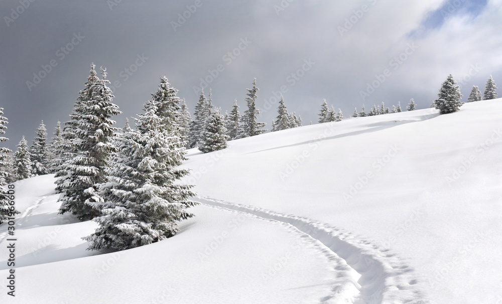 Winter landscape of mountains with of fir tree forest and glade in snow with path under forthcoming snow windstorm during snowfall. Carpathian mountains