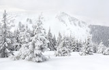 Winter landscape of mountains with of fir forest in snow. Carpathian mountains