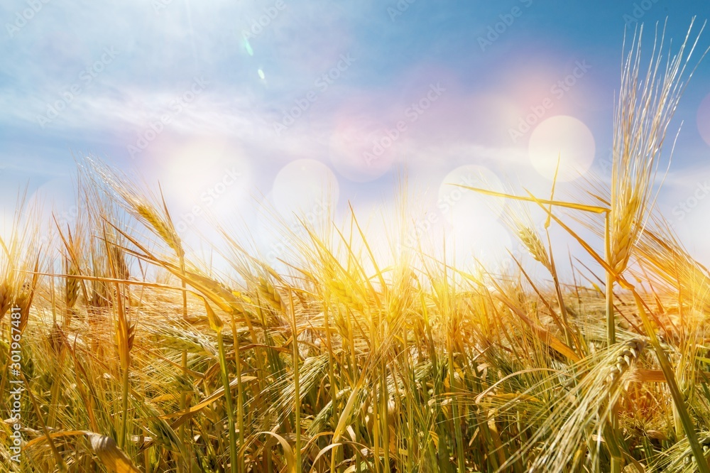 Obraz premium Sun Shining over Golden Barley / Wheat Field at Dawn / Sunset