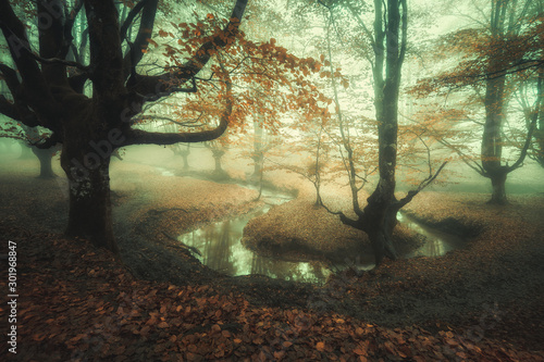 fairy tale forest with fog and a river photo