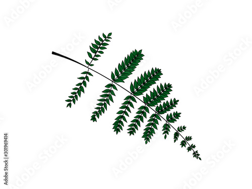 green fern leaf isolated on white background