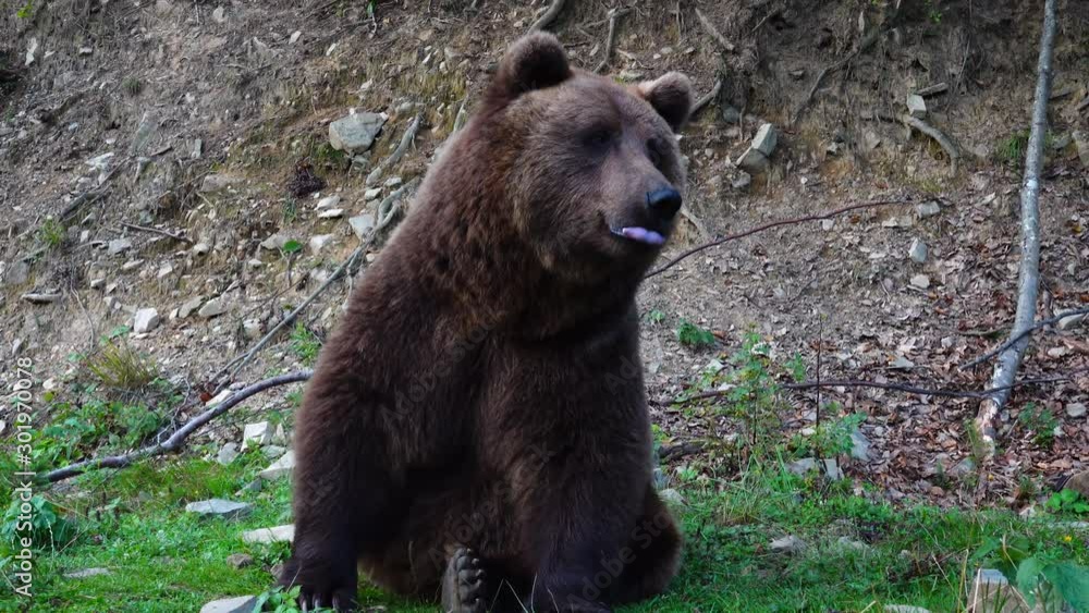 Huge brown beautiful bear eat grass. Huge brown beautiful bear eat grass.