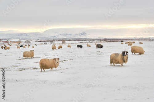 incelandic sheep in the snow