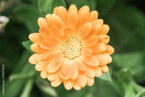 An orange flower  shot with macro lens