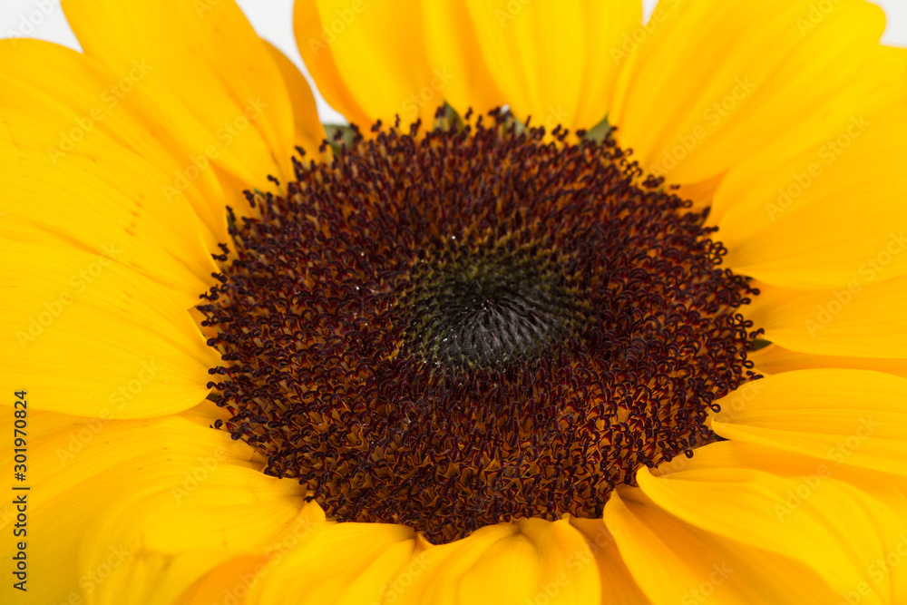 Obraz premium Girasol en primer plano. Vista de frente y de cerca