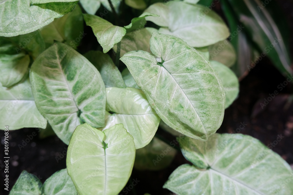 Background from green leaves. Natural texture. Background from green leaves. Natural texture.