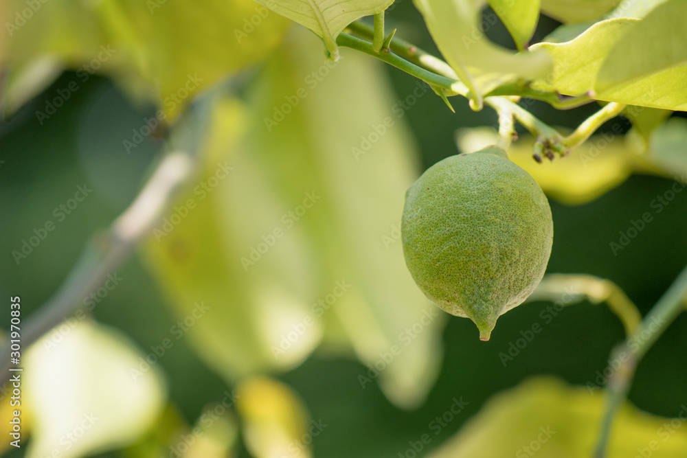 Fototapeta premium Green lemon among the foliage. Lemon tree with fruits.