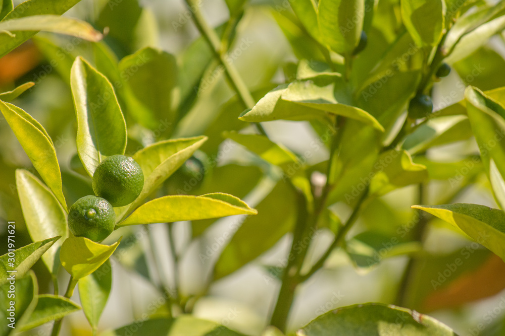 Green lemon among the foliage. Lemon tree with fruits. Green lemon among the foliage. Lemon tree with fruits.