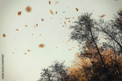 autumn leaves blowing in the wind at the edge of a forest