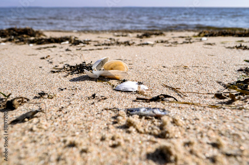 Muscheln und Krabben am gelben Ufer, Insel Rügen