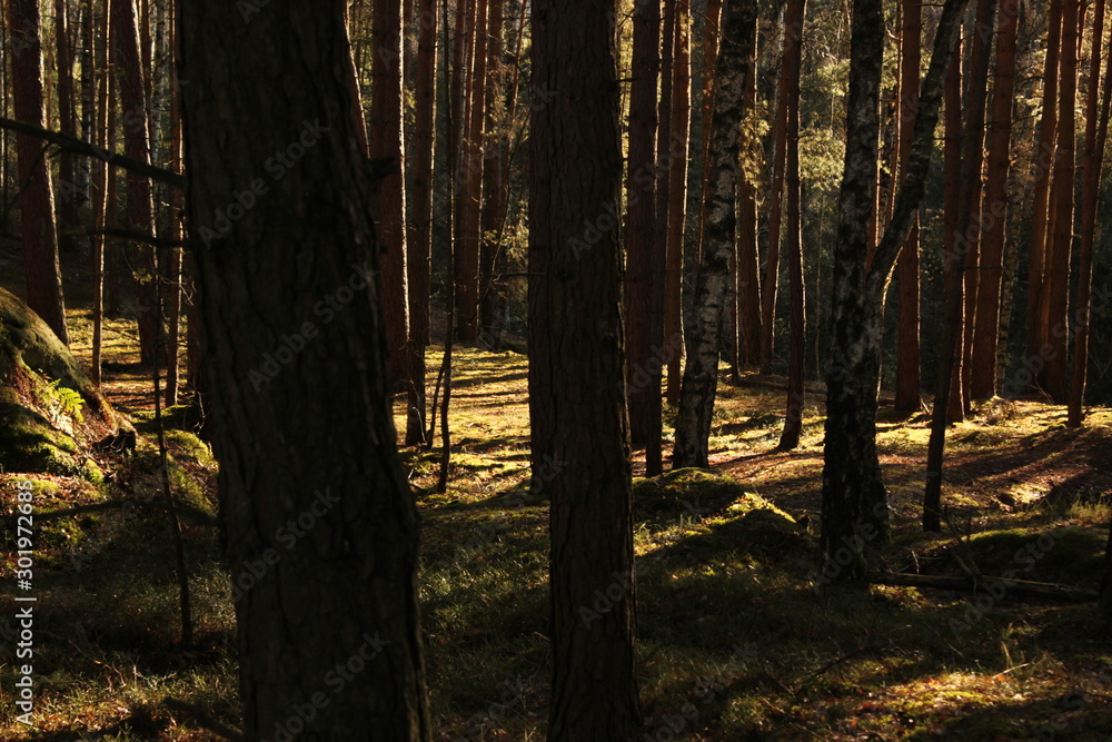 Obraz premium Goldener Herbst