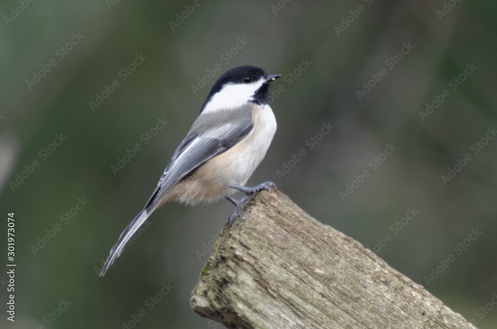 Black-capped Chickadee on a fence rail Black-capped Chickadee on a fence rail