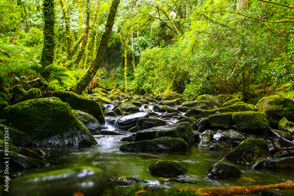 Fototapeta premium Fluss im Regenwald
