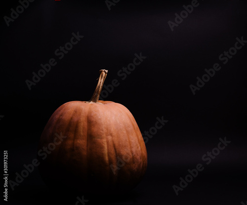 Big ripe pumpkin against black backdrop. Low key template for thanksgiving day banner.