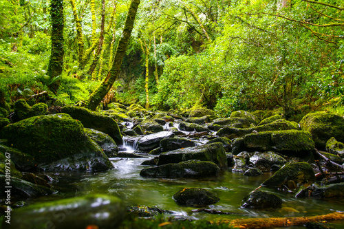 Fluss im Regenwald