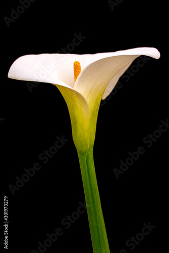 Arum or Calla Lilly against black background