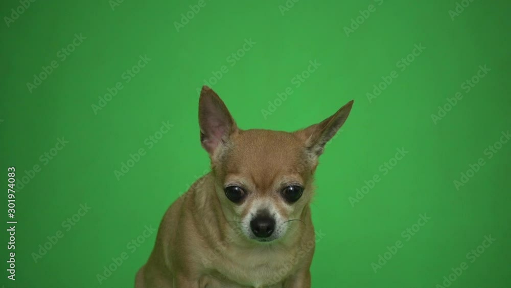 Cute chihuahua on green screen Cute chihuahua on green screen