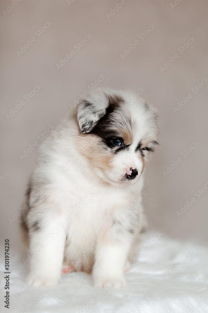 cute fluffy puppy Aussie posing