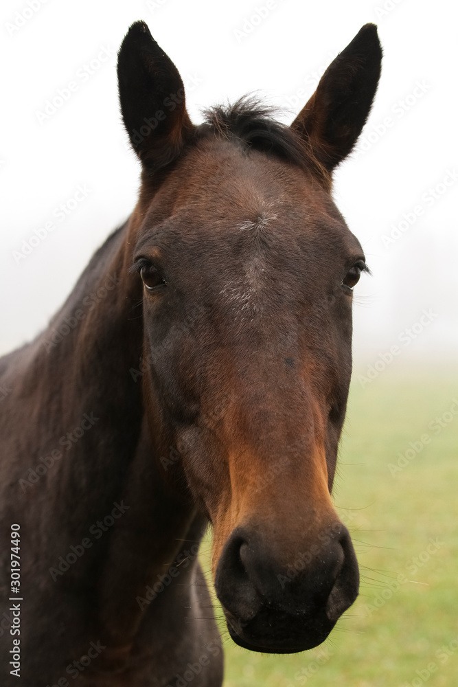 portrait of a beautiful horse