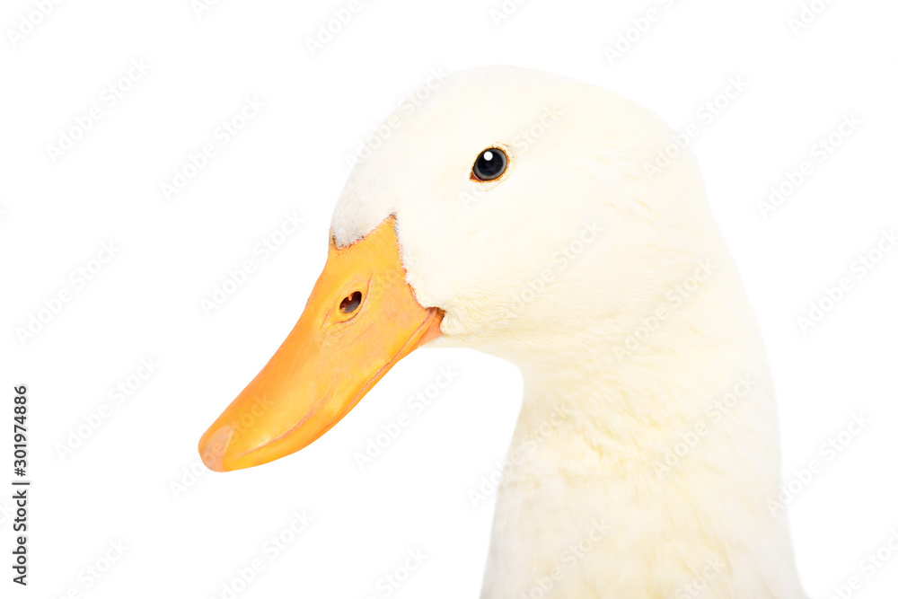 Portrait of a duck, closeup, side view, isolated on white background Portrait of a duck, closeup, side view, isolated on white background