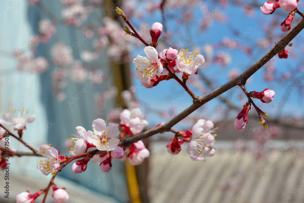 Blooming apricot, a branch against the blue sky and roofs. Blooming apricot, a branch against the blue sky and roofs.