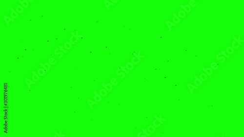 birds fly from left to right on a green screen
