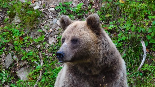 Wallpaper Mural The bear looks in different directions. Torontodigital.ca