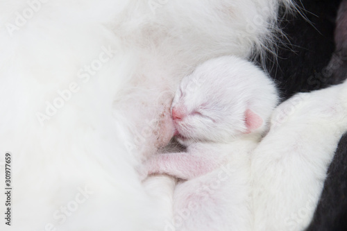 Persian kitten feeding