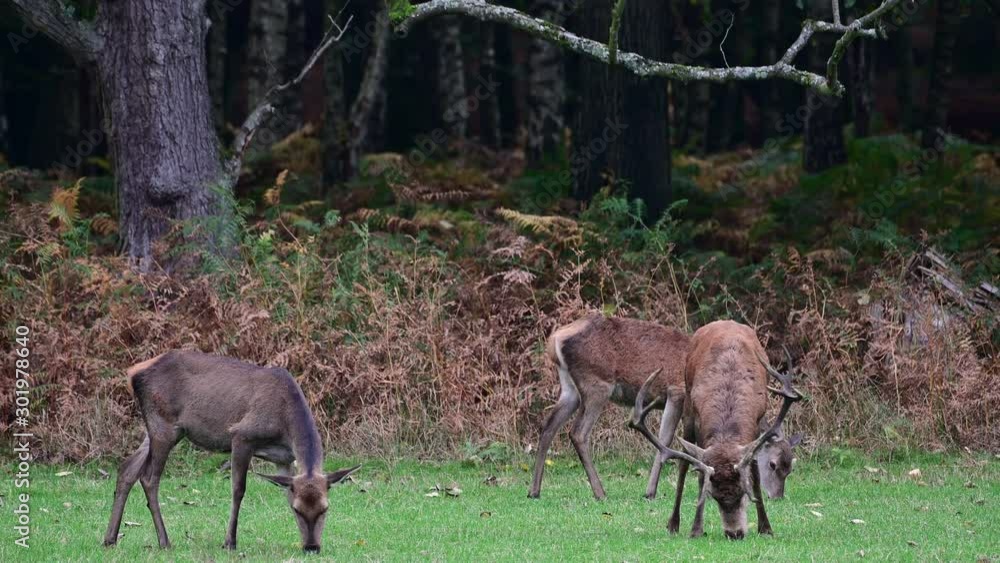Red deer male search feed on the meadow with a female herd, mating season, autumn, germany, (cervus elaphus) Red deer male search feed on the meadow with a female herd, mating season, autumn, germany, (cervus elaphus)