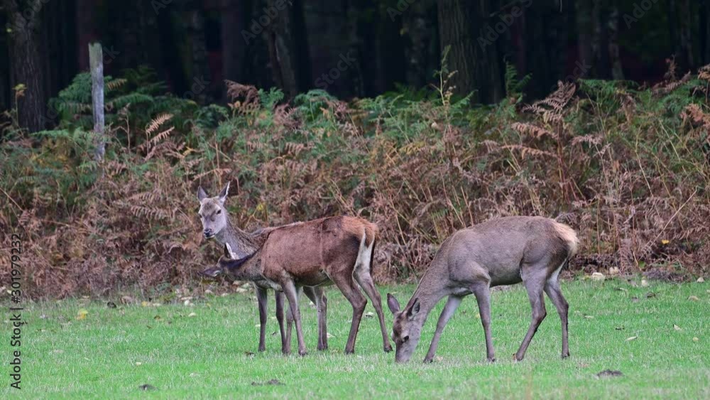 Red deer female clean the fur from the other female on the meadow, friends, autumn, (cervus elaphus), germany Red deer female clean the fur from the other female on the meadow, friends, autumn, (cervus elaphus), germany