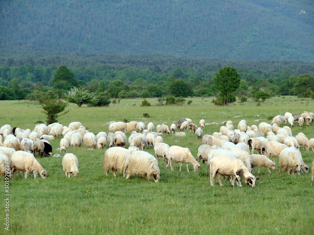 A pasture of sheep at the foot of a dense mountain forest against the backdrop of an amazing natural picture of mountain ranges on the horizon under a blue sky with little clouds covered at sunset. A pasture of sheep at the foot of a dense mountain forest against the backdrop of an amazing natural picture of mountain ranges on the horizon under a blue sky with little clouds covered at sunset.