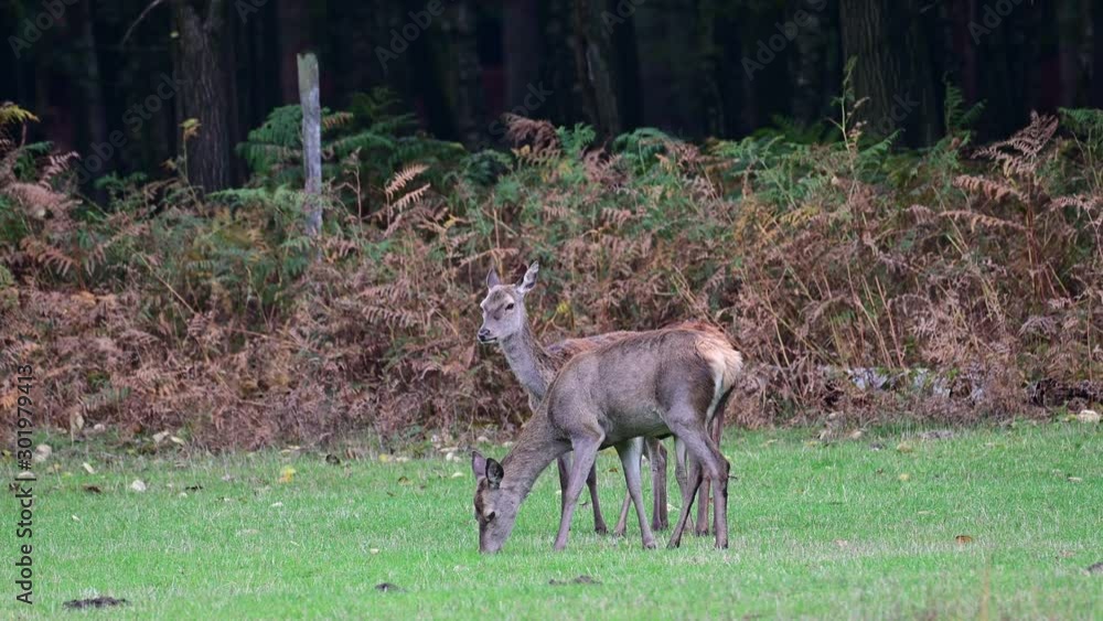 Red deer two females search feed on the meadow and look, autumn, (cervus elaphus), germany Red deer two females search feed on the meadow and look, autumn, (cervus elaphus), germany