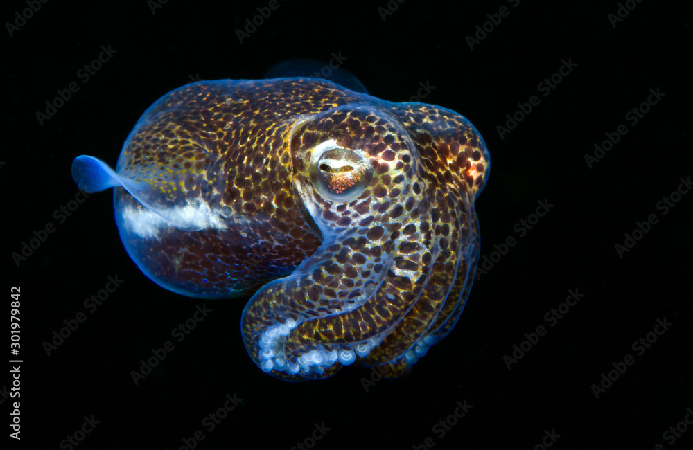 Obraz premium Berry's bobtail squid - Euprymna berryi. Night diving. Underwater world. Tulamben, Bali, Indonesia.
