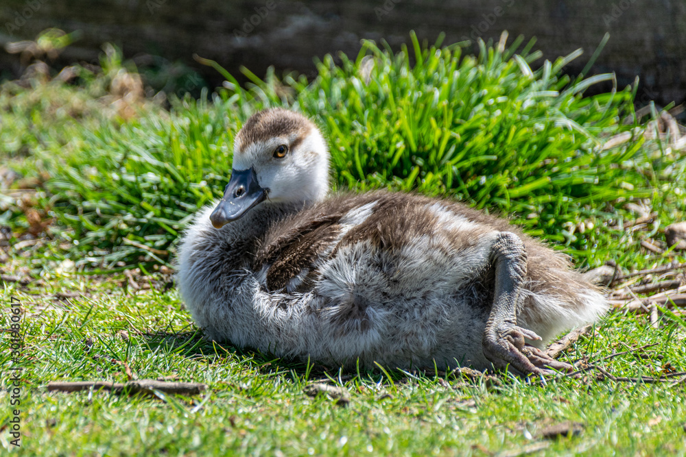 Young Egyptian Geese (alopochen aegyptiaca) Young Egyptian Geese (alopochen aegyptiaca)
